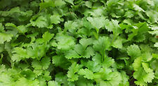 Herb coriander 1500 for sale  SALISBURY