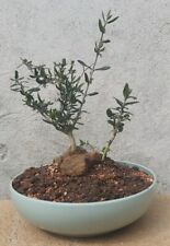Pre bonsai olivastro usato  Matera
