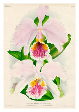 Cattleya Mossiae Varietates by Jean Linden Orchids A4 Art Print for sale  Shipping to South Africa