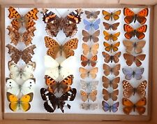 butterfly collection for sale  EASTLEIGH