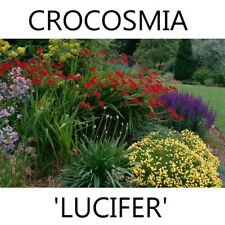 Crocosmia lucifer flower for sale  Hayden