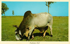 Postcard brahman bull for sale  Locust Grove