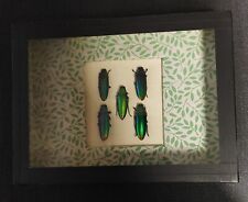 Natural History Entomology Frame Beetles Chrysochroa Fulminans for sale  Shipping to South Africa