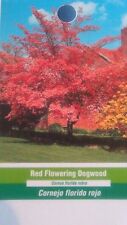 Red flowering dogwood for sale  Ben Wheeler