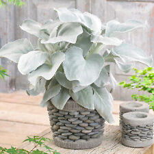Senecio candidans Angel Wings | Evergreen Garden Ready Plant (10-20cm Incl Pot) for sale  UK