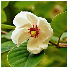 Magnolia sieboldii 12cm for sale  NEWTOWNARDS