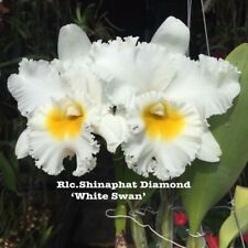 Rare cattleya rlc. for sale  HALSTEAD