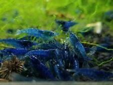 20+2  Ultra Blue Dream - Freshwater Neocaridina Aquarium Shrimp. Live Guarantee for sale  Katy