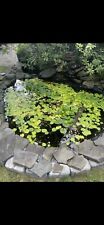 lilies water pond plants for sale  Selden