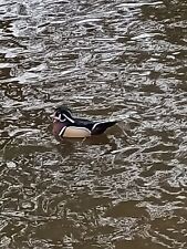 Mandarin carolina duck for sale  STAFFORD