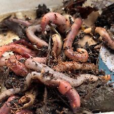 Live tiger worms for sale  MONTROSE