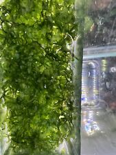 Pellia moss aquarium for sale  Las Vegas