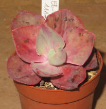 Echeveria chantilly rainbow for sale  Shipping to Ireland