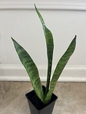 Snake plant beautiful for sale  Taylors