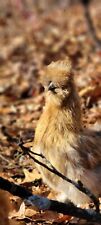 Silkie chicken hatching for sale  Coshocton