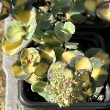 Sedum Hylotelephium sieboldii 6.5cm Pot variegated Succulent Hardy Rock Garden for sale  DUNDEE