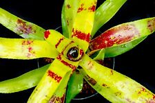 Bromeliad neoregelia gazpacho for sale  PENZANCE