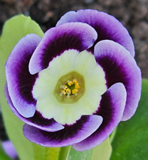 Primula auricula elsie for sale  ST. AUSTELL