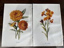 antique botanical prints for sale  HARTLEPOOL