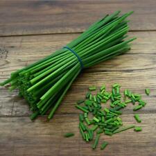 Chives seeds grow for sale  UK