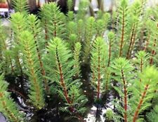 Myriophyllum brasiliensis red d'occasion  Krautergersheim