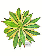 Agave lophanta quadricolor for sale  Sacramento