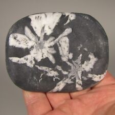 3.4 chrysanthemum stone for sale  Acworth