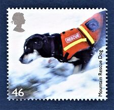 Mountain rescue dog for sale  NORTHAMPTON