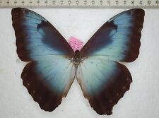 Morpho cisseis phanodemus gebraucht kaufen  Bielefeld