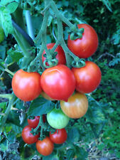 Vesuvio rote tomate gebraucht kaufen  Bayreuth