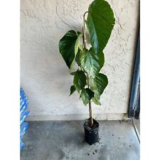 Tall rooted pakistan for sale  Carlsbad