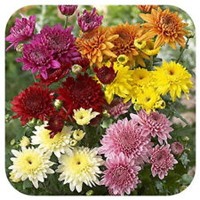 Chrysanthemum early spray for sale  LINCOLN