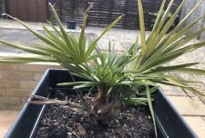 outdoor palm trees for sale  ABERGAVENNY