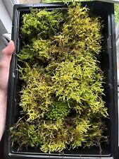25x35cm live moss for sale  CROMER