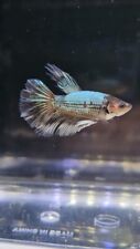 Betta male live for sale  CHESTERFIELD