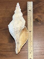 Florida horse conch for sale  Eugene