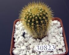 Uebelmannia eriocactoides /30823/ D 30 mm,own root for sale  Shipping to South Africa