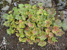 Heuchera americana coral d'occasion  Expédié en Belgium