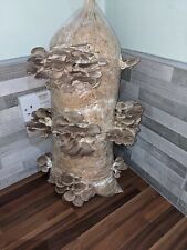 Mushroom growing kit for sale  WORCESTER