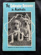 Labrador retriever australia for sale  DRIFFIELD