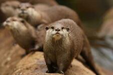 Otter family glossy for sale  Livonia