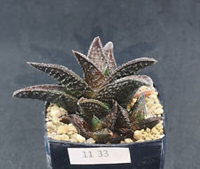 succulents haworthia for sale  Shipping to Ireland