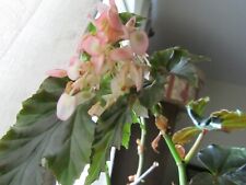 Angel wing begonia for sale  Charlotte