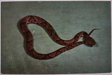 Vintage copperhead snake for sale  Lake City