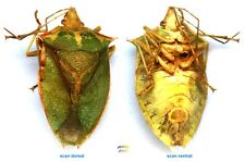 Hemiptera, Pentatomidae - LOXA FLAVICOLLIS - Entomology. insect 1601C for sale  Shipping to South Africa