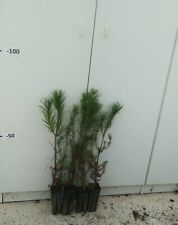 Piante pinus pinea usato  Altamura