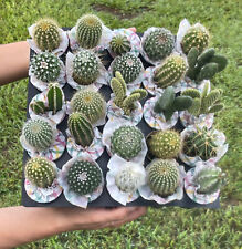Pack assorted cactus for sale  Orlando