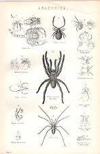 1880 print arachnida for sale  YORK