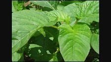 Jamaican callaloo seeds for sale  Chaska
