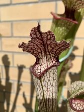 Sarracenia october hope usato  Macerata